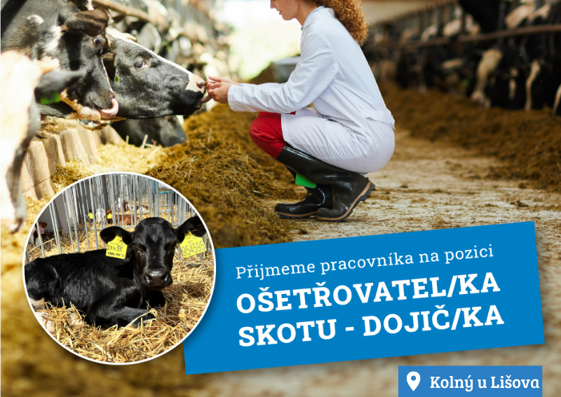 Ošetřovatel/ka skotu - dojič/dojička