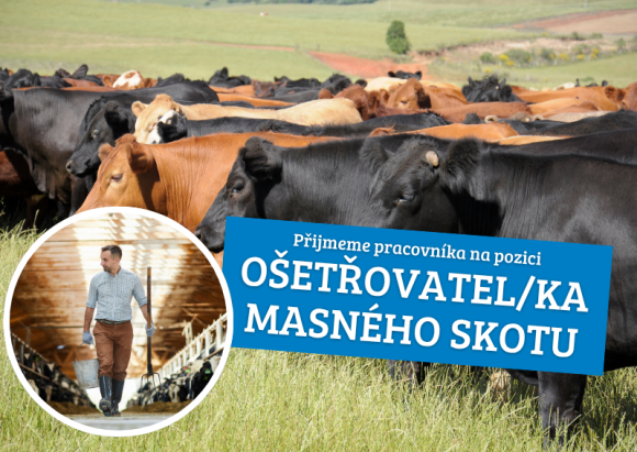 Ošetřovatel/ka masného skotu