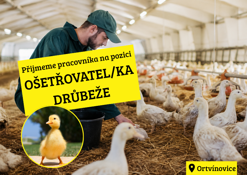 Ošetřovatel/ka drůbeže - kachní farma Ortvínovice