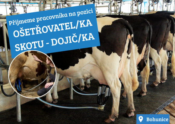 Ošetřovatel/ka skotu - dojič/dojička